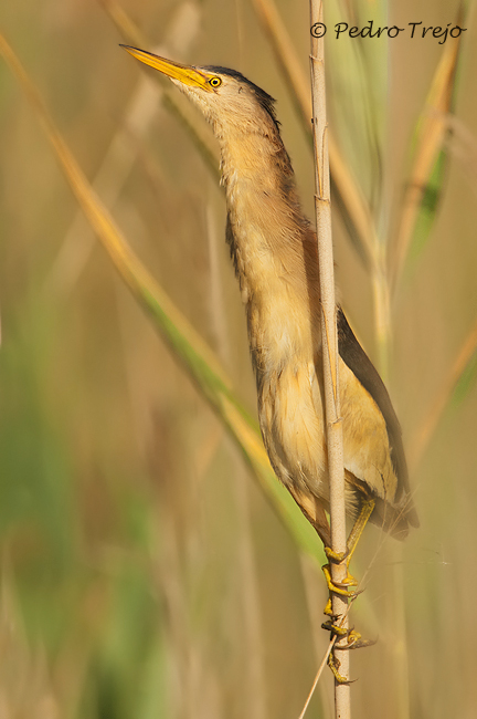 Avetorillo (Ixobrychus minutus)